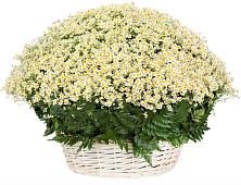 Цветочная композиция из Ромашки в корзине #REPLACE_PRED# Лесном Рязанской области
